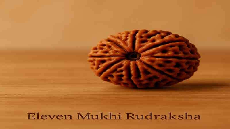 11 Face Rudraksha