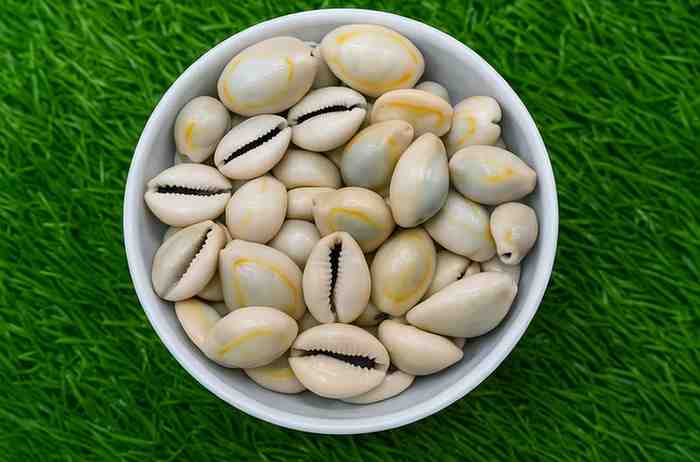 Sea Shell Kawri
